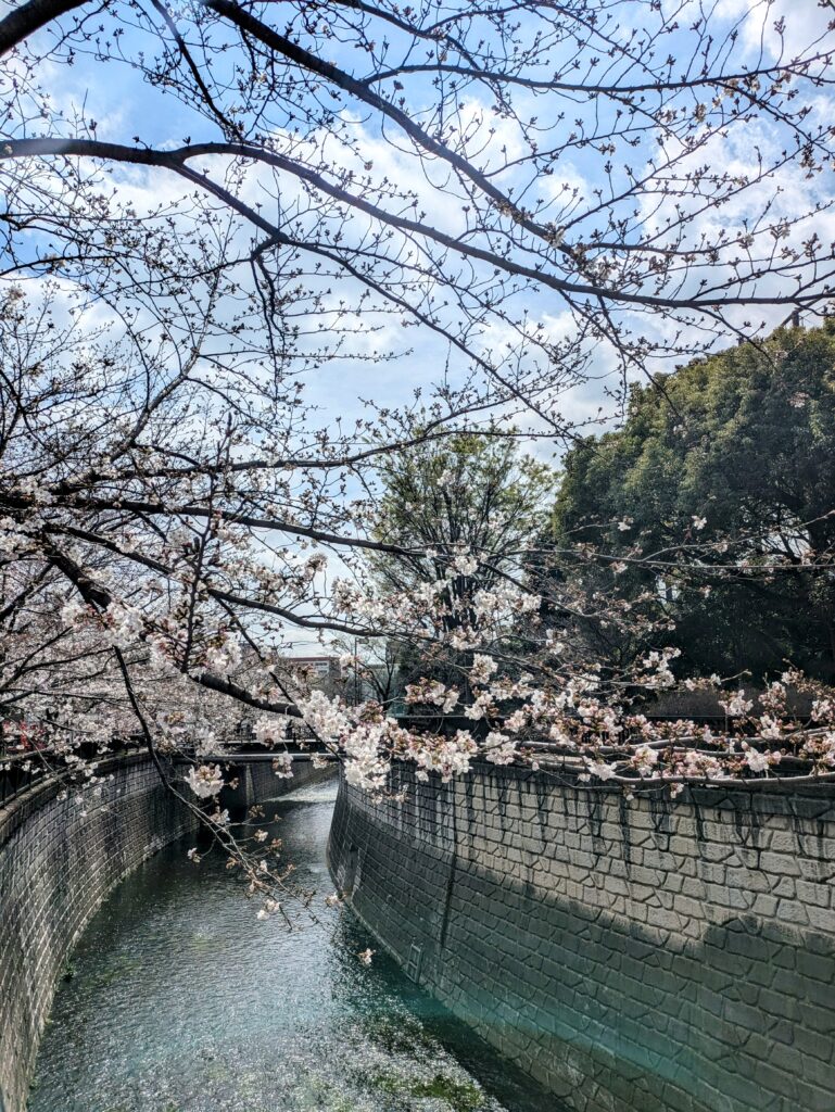 sakura
